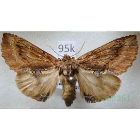 Ptilodon capucina (Linnaeus, 1758) male Wiechetka wielbłądka Czech95k